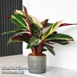 Stromanthe Sanguinea 'Triostar'