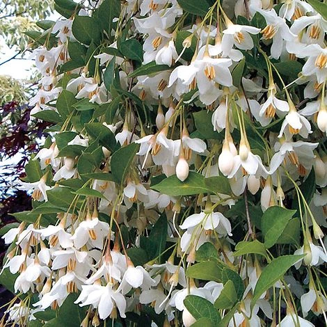 Styrax Japonicus 'Fragrant Fountain' 1 Styrax Japonicus 'Fragrant Fountain'