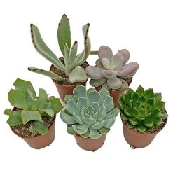 5 Succulent Starter Plant Collection Indoor Cacti Houseplants Terrarium Plants -plant SUCC 4