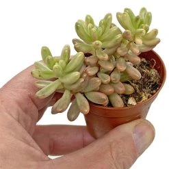 5 Succulent Starter Plant Collection Indoor Cacti Houseplants Terrarium Plants -plant SUCC 7