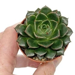 5 Succulent Starter Plant Collection Indoor Cacti Houseplants Terrarium Plants -plant SUCC 9