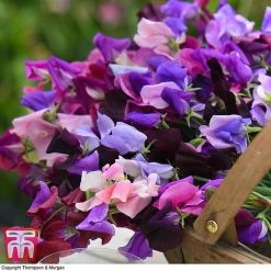 Sweet Pea Duo -plant SWE WKB9969 D
