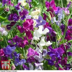 Sweet Pea Duo -plant SWE WKB9969 E