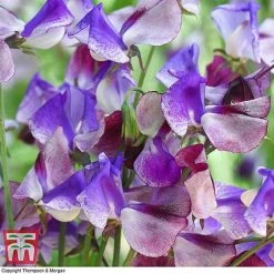 Sweet Pea Duo -plant SWE wkb9969 C