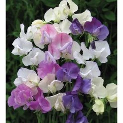 Sweet Pea 'Scent Infusion' -plant SWEE T17016 A h
