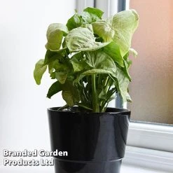 Syngonium 'Confetti' -plant SYNG CONFETTI WKF1207 C