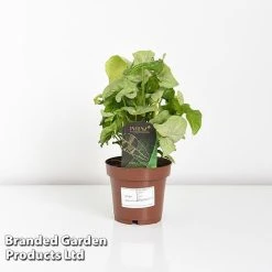 Syngonium 'Confetti' -plant SYNG CONFETTI WKF1207 D