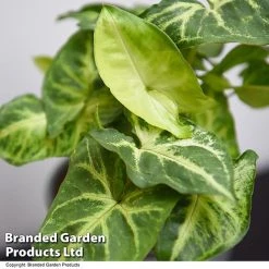 Syngonium 'Pixie' -plant SYNG PIXIE T48229