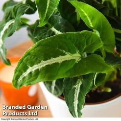 Syngonium Wendlandii -plant SYNG WENDLANDI T42612