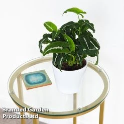 Syngonium Wendlandii