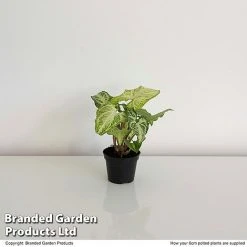 Syngonium 'White Butterfly' -plant SYNG WHITEB6CM T35116