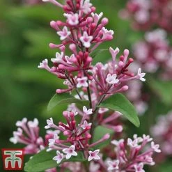 Lilac 'Superba' -plant SYRI T58272 C