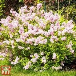 Lilac 'Superba' -plant SYRI T58272 D