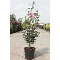 Lilac 'Bloomerang Dark Purple' -plant SYRI T68533 B h