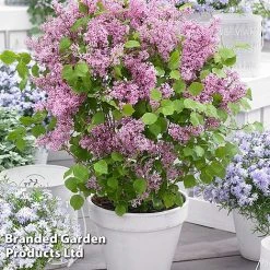 Syringa Flowerfesta® Collection 11 Syringa Flowerfesta® Collection -plant SYRI FFESTAPIN S48771