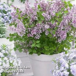 Syringa Flowerfesta® Collection 12 Syringa Flowerfesta® Collection -plant SYRI FFESTAPUR S487651