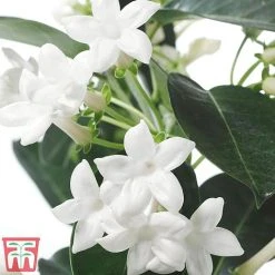 Stephanotis Floribunda On A Hoop 10 Stephanotis Floribunda On A Hoop -plant Steph3