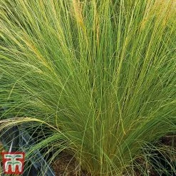 Stipa Tenuissima -plant Stipa2