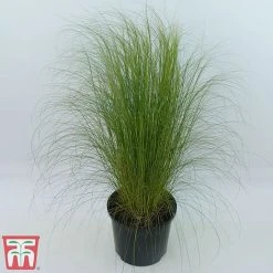 Stipa Tenuissima -plant Stipa4