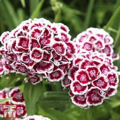 Sweet William 'Mixed' 7 Sweet William 'Mixed' -plant Sweet William 2