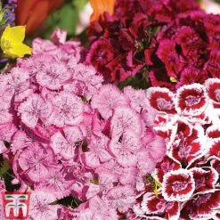 Sweet William 'Mixed' 6 Sweet William 'Mixed' -plant Sweet William Messenger USE