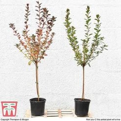 Azalea 'Japanese Red' 15 Azalea 'Japanese Red' -plant T10414 arrival