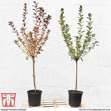 Azalea 'Japanese Red' 8 Azalea 'Japanese Red' - Image 8