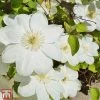 Clematis 'Guernsey Cream'
