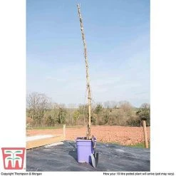 Wisteria Sinensis 'Prolific' 13 Wisteria Sinensis 'Prolific' -plant T57979 arrival 10l