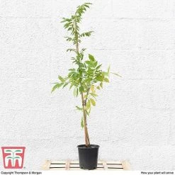 Wisteria Sinensis 'Prolific' 12 Wisteria Sinensis 'Prolific' -plant T57979 arrival