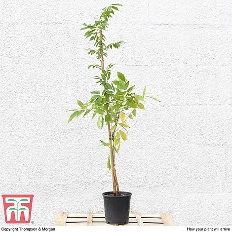 Wisteria Sinensis 'Prolific' 5 Wisteria Sinensis 'Prolific' - Image 5