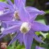 Clematis 'Frances Rivis'