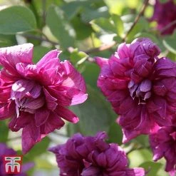 Clematis 'Purpurea Plena Elegans'