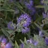Caryopteris X Clandonensis 'Ferndown'