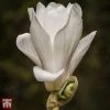 Magnolia X Soulangeana 'Alba Superba'