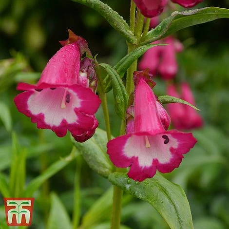 Penstemon 'Pensham Amelia Jayne' 1 Penstemon 'Pensham Amelia Jayne'