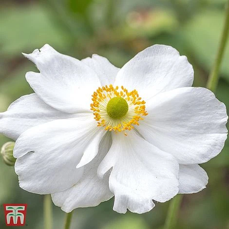 Anemone X Hybrida 'Whirlwind' 1 Anemone X Hybrida 'Whirlwind'
