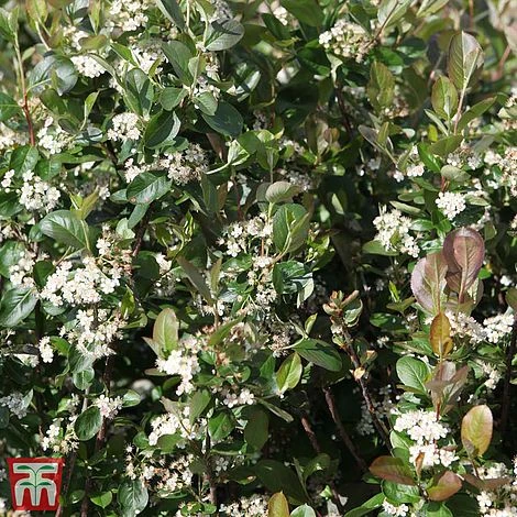 Aronia X Prunifolia 'Viking' 1 Aronia X Prunifolia 'Viking'