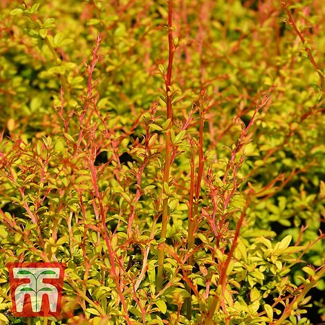 Berberis Thunbergii 'Golden Dream' 1 Berberis Thunbergii 'Golden Dream'