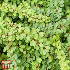 Berberis Thunbergii 'Green Carpet'