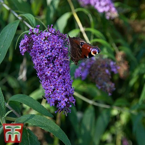 Buddleja Davidii 'Adonis Blue' 1 Buddleja Davidii 'Adonis Blue'