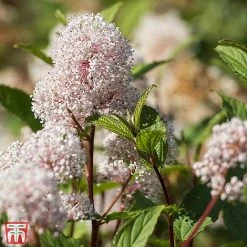 Ceanothus X Pallidus 'Marie Simon'