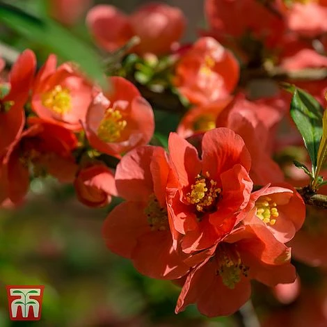Chaenomeles X Superba 'Clementine' 1 Chaenomeles X Superba 'Clementine'