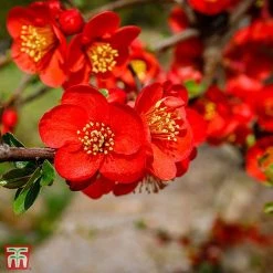 Chaenomeles X Superba 'Fascination'