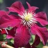 Clematis 'Niobe'