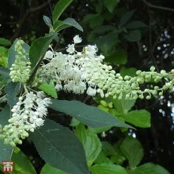 Clethra Barbinervis