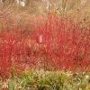 Cornus Alba 'Siberian Pearls'