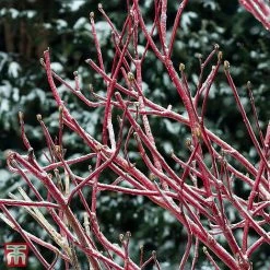 Cornus Sericea 'Firedance First Editon'