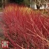 Cornus Sericea 'Kelseyi'