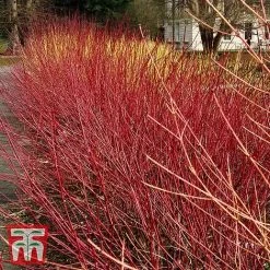 Cornus Sericea 'Kelseyi'